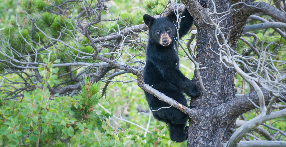 Black bear in tree Bearsville Center Woodstock