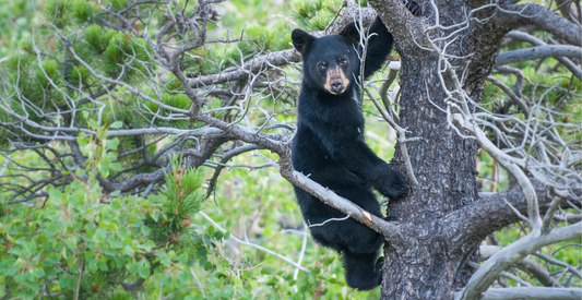 Black bear in tree Bearsville Center Woodstock