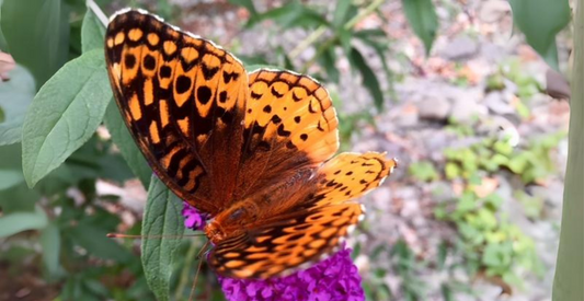 Butterfly on leaf in Bearsville Center Woodstock