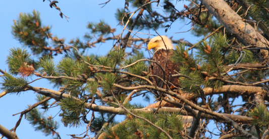 Eagle in tree at Bearsville Center Woodstock