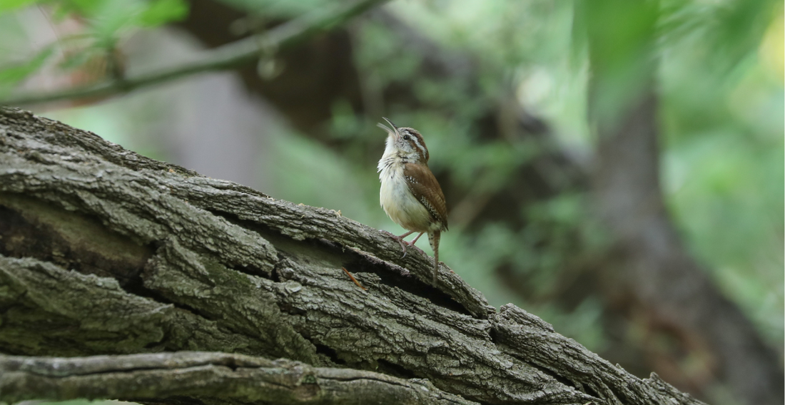 Carolina Wren on branch Bearsville Center Woodstock